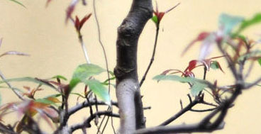 Picture of branches of a tree